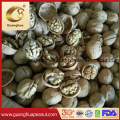 Walnut in Shell with The Best Quality and Good Taste